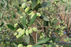 Plodovi-zdravi-za-berbu