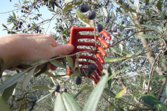 berba-1